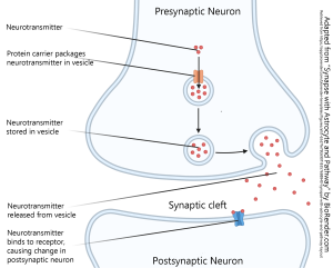 A diagram of a chemical synapse.