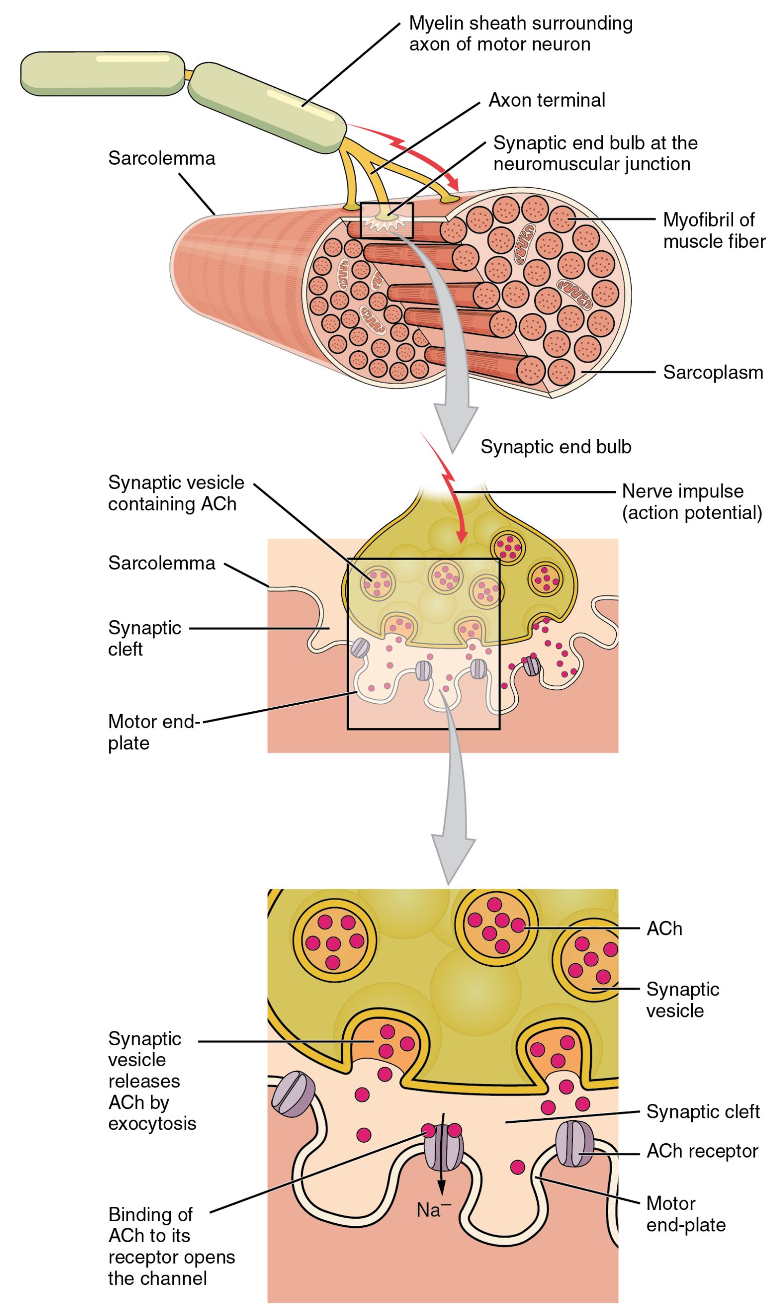Diagram of the neuromuscular junction.