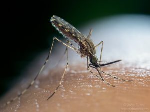Photograph of an Anopheles mosquito biting a host.