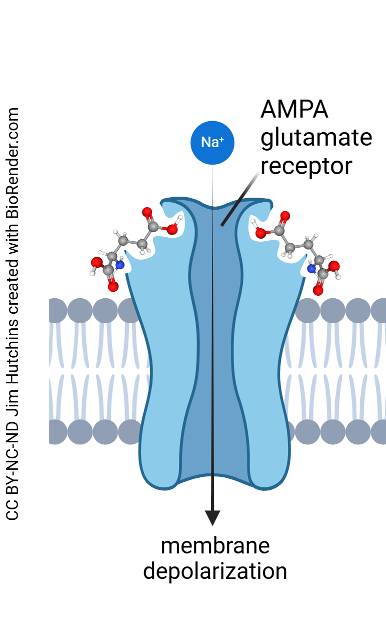 Diagram showing the AMPA glutamate receptor.