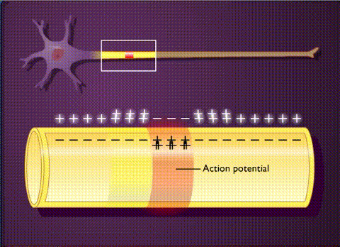 Animation showing the flow of current in a nerve axon.