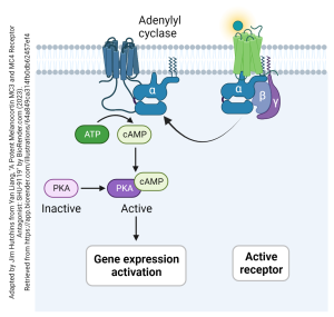 A diagram showing how adenylate cyclase is activated by G protein-coupled receptor activation.