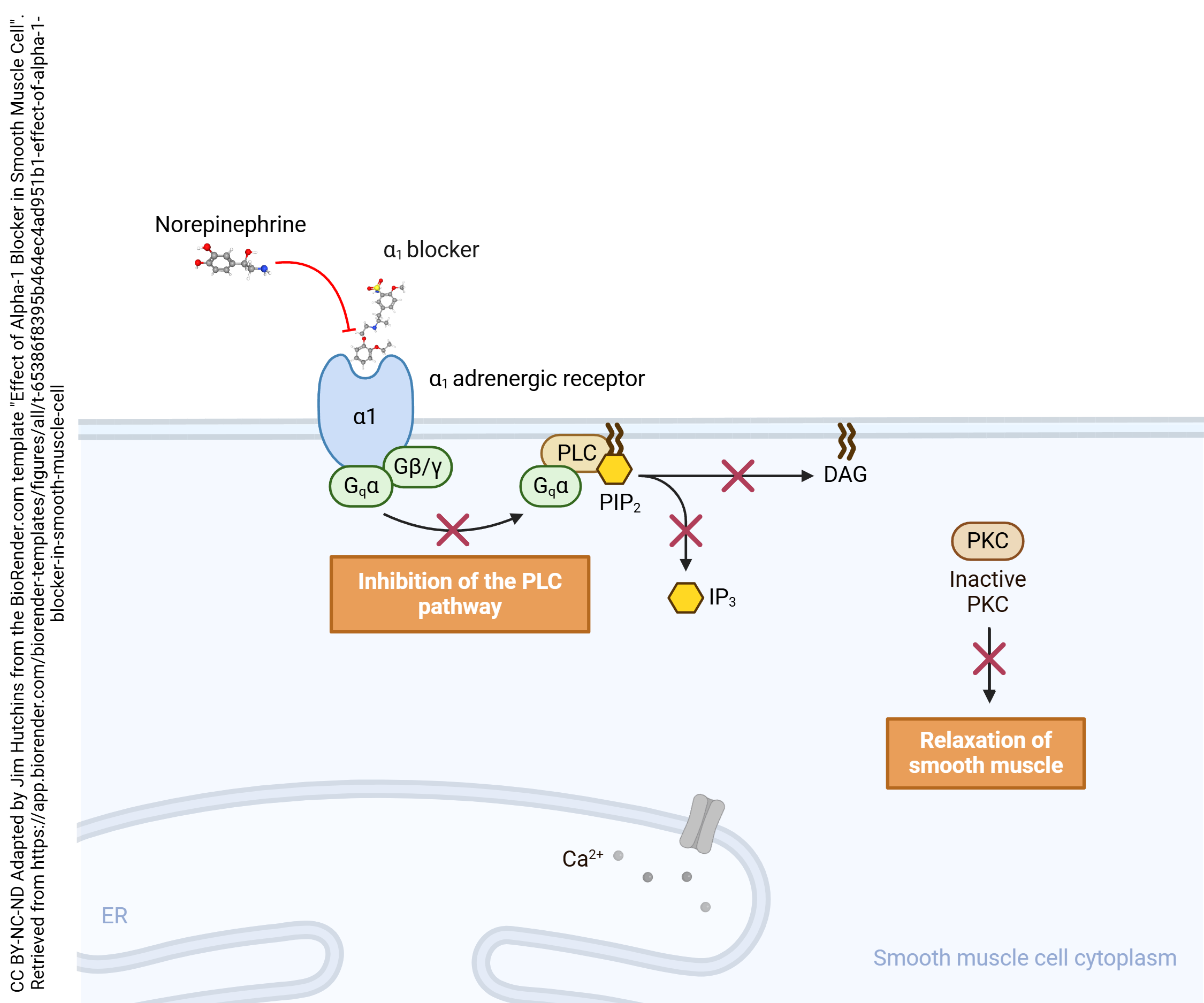 Diagram showing the mechanism of action of the alpha-1 adrenergic antagonist tamsulosin.