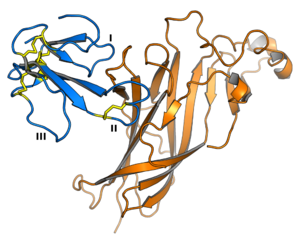 Diagram showing the structure of the alpha-bungarotoxin protein (blue).