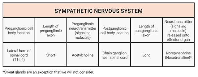 Table showing the properties of sympathetic nervous system components.