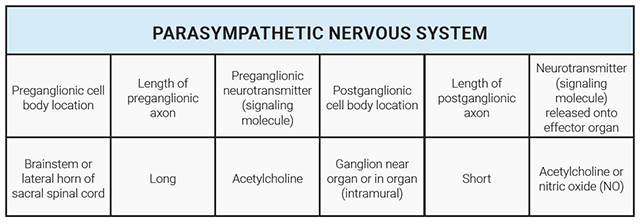 Table listing the properties of the neurons that make up the parasympathetic nervous system.