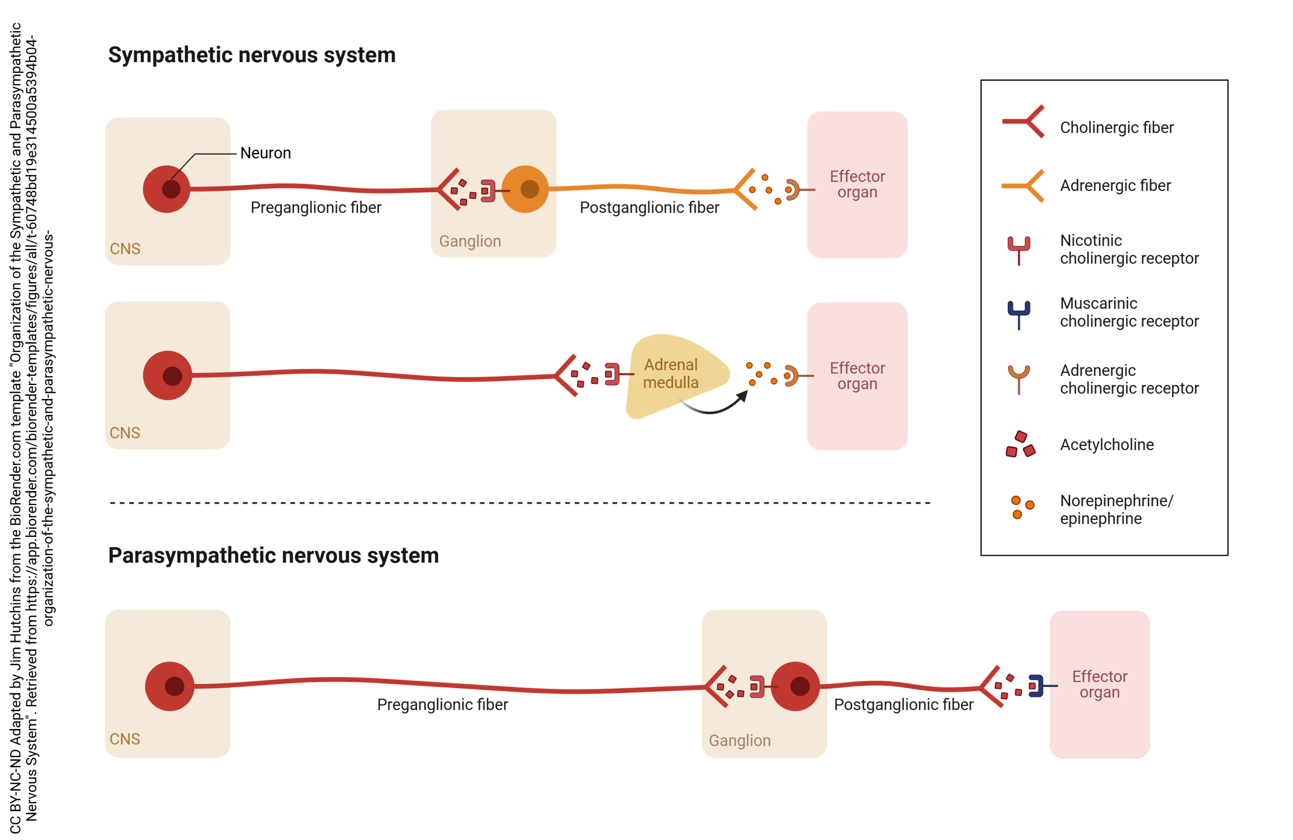 Diagram comparing and contrasting the sympathetic and parasympathetic nervous systems.