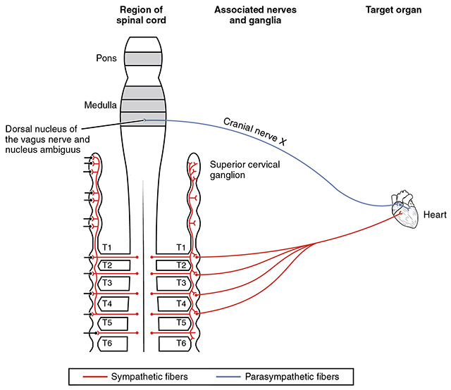 Semi-schematic diagram showing the innervation of the heart by sympathetic and parasympathetic nerves.