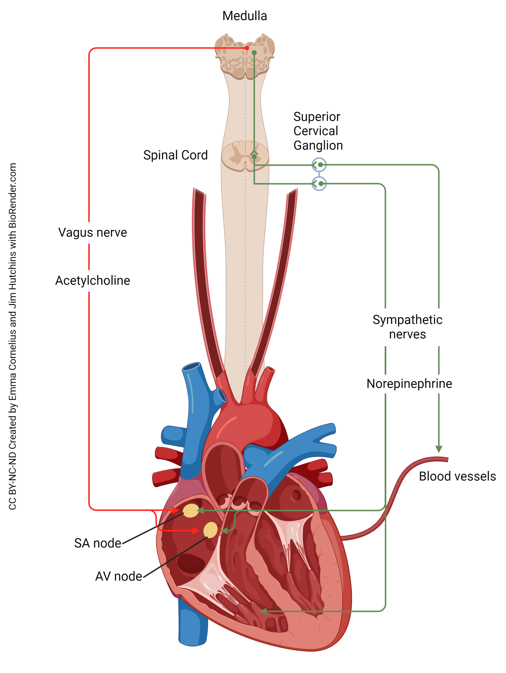 Diagram showing the innervation of the heart by the sympathetic and parasympathetic nervous systems.