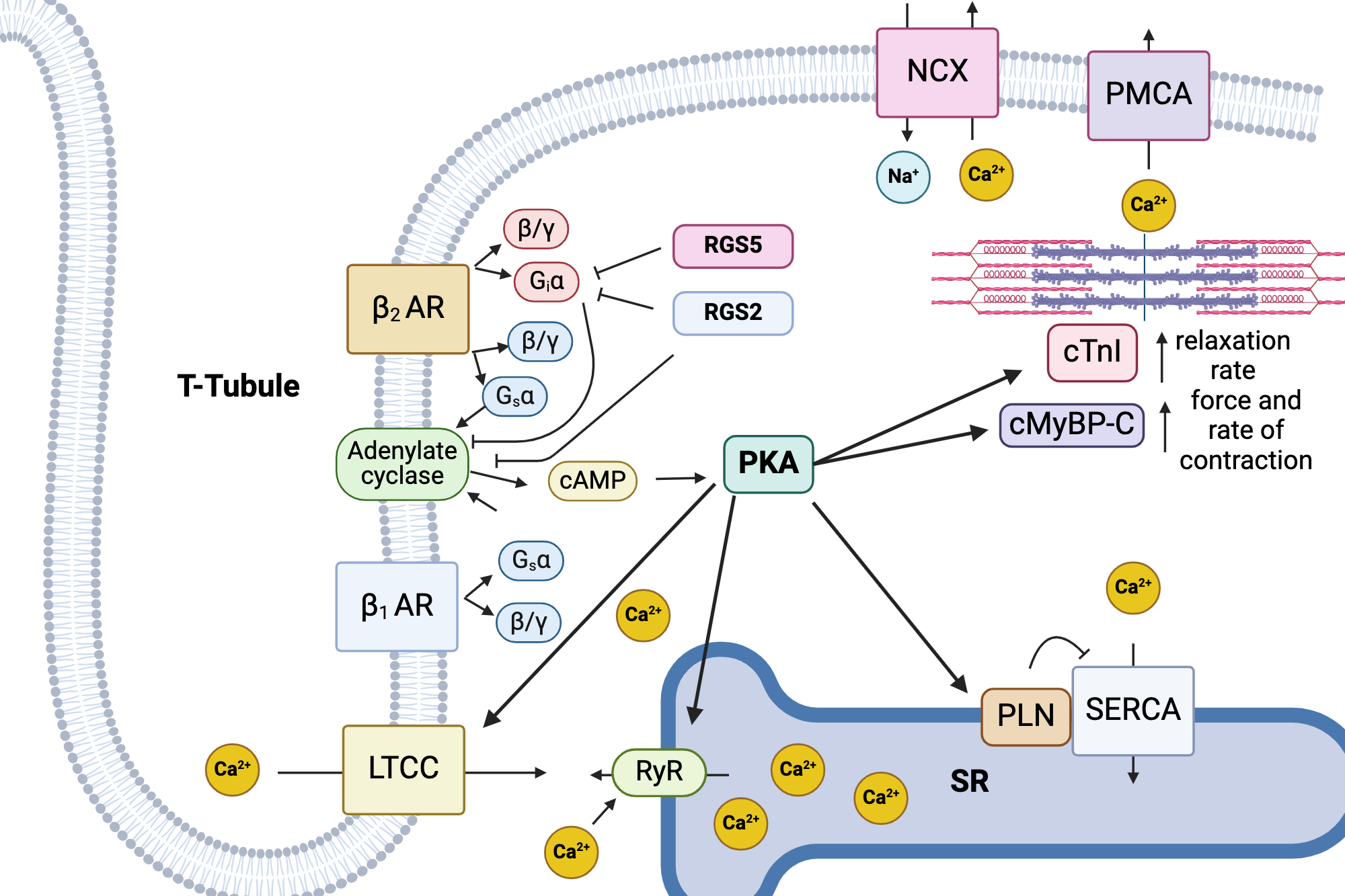 Diagram showing signal transduction by the beta-adrenergic receptor on heart pacemaker cells