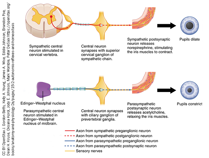Diagram showing how pupil size is controlled by sympathetic and parasympathetic neurons.
