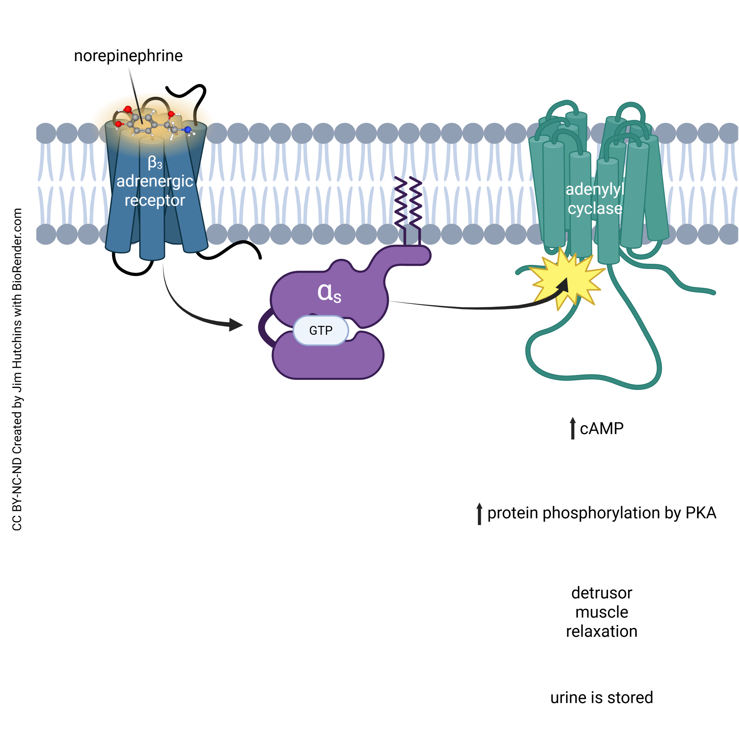 Diagram illustrating the salient features of the beta3 adrenergic receptor in the urinary system including the Galpha_s transduction pathway.