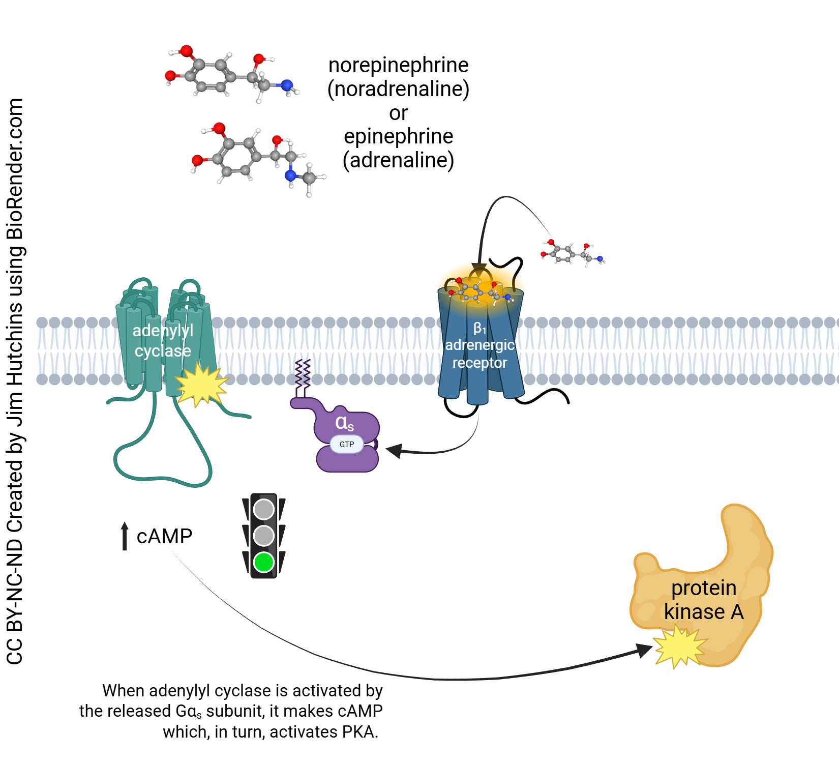Diagram illustrating the salient features of the transduction pathway for the beta-1 adrenergic receptor.
