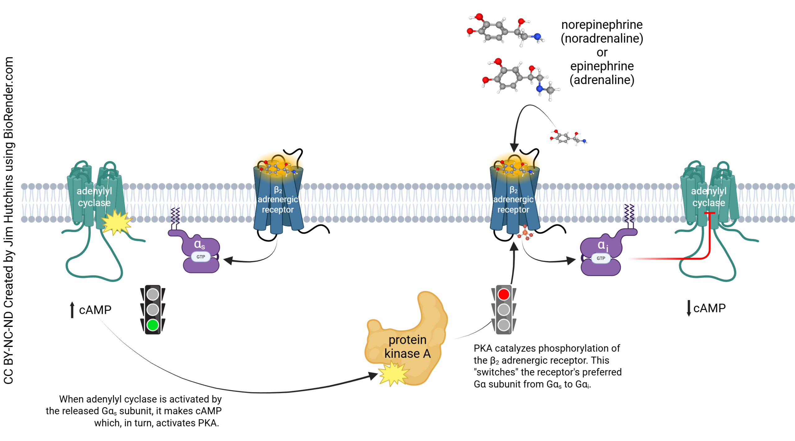 Diagram illustrating the salient features of the transduction pathway for the cardiomyocyte beta-2 adrenergic receptor.