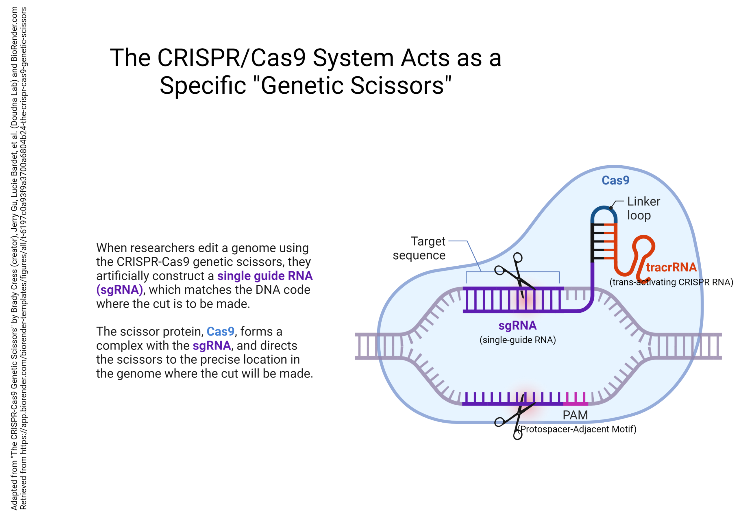 Diagram showing the operation of a CRISPR system.