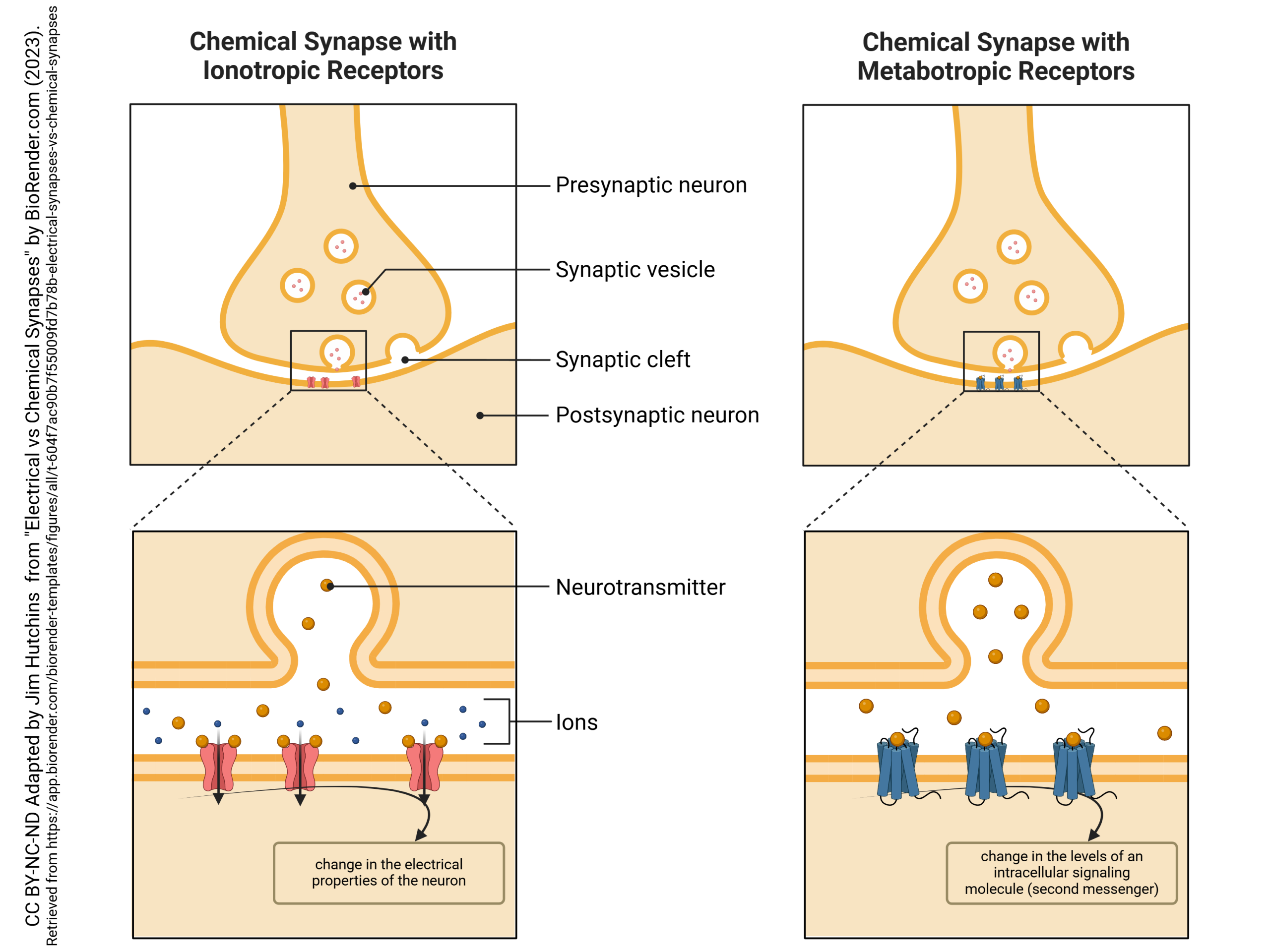 Diagram of the two types of canonical chemical synapse: ionotropic and metabotropic