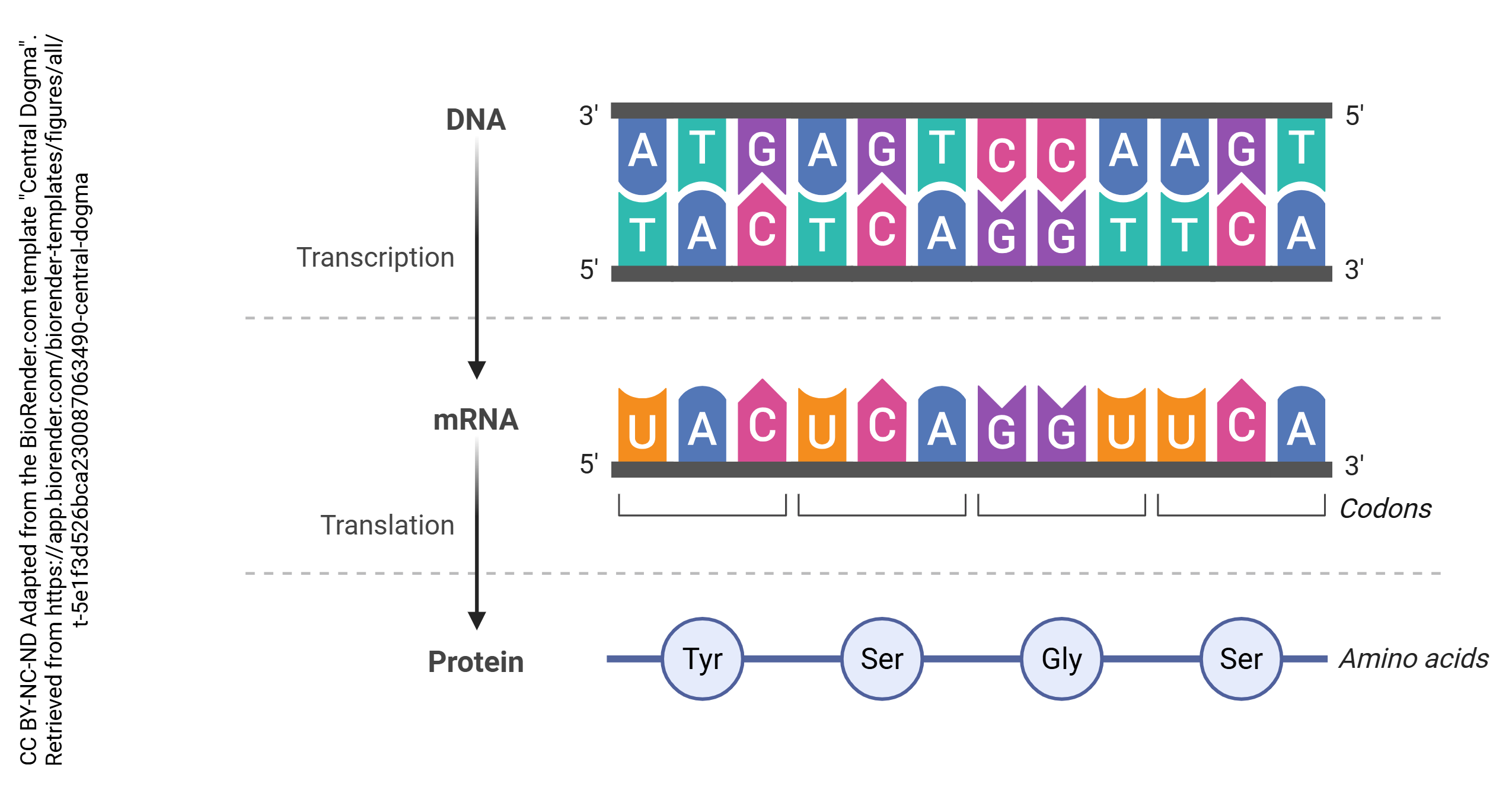 The central dogma of biology is the fundamental principle governing the flow of genetic information. It outlines that DNA serves as the central repository of genetic instructions. Transcription converts DNA into mRNA, carrying the encoded information. Translation then occurs, using mRNA as a template to synthesize proteins. This sequential process—DNA to mRNA to protein—underlies the transmission of genetic traits and the vital functions of living organisms.