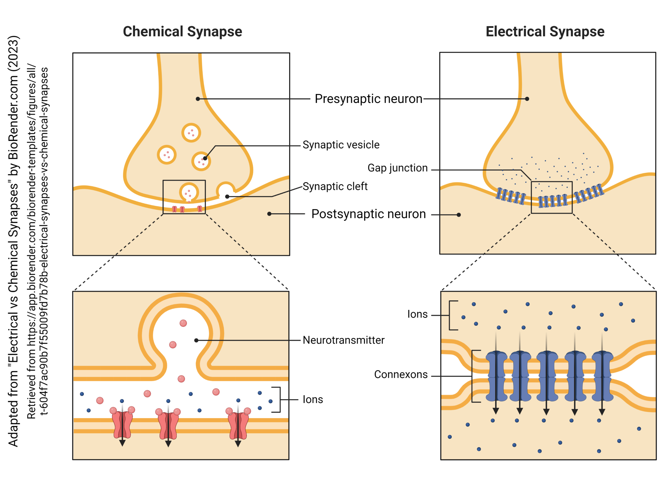 Diagram of a chemical synapse and an electrical synapse