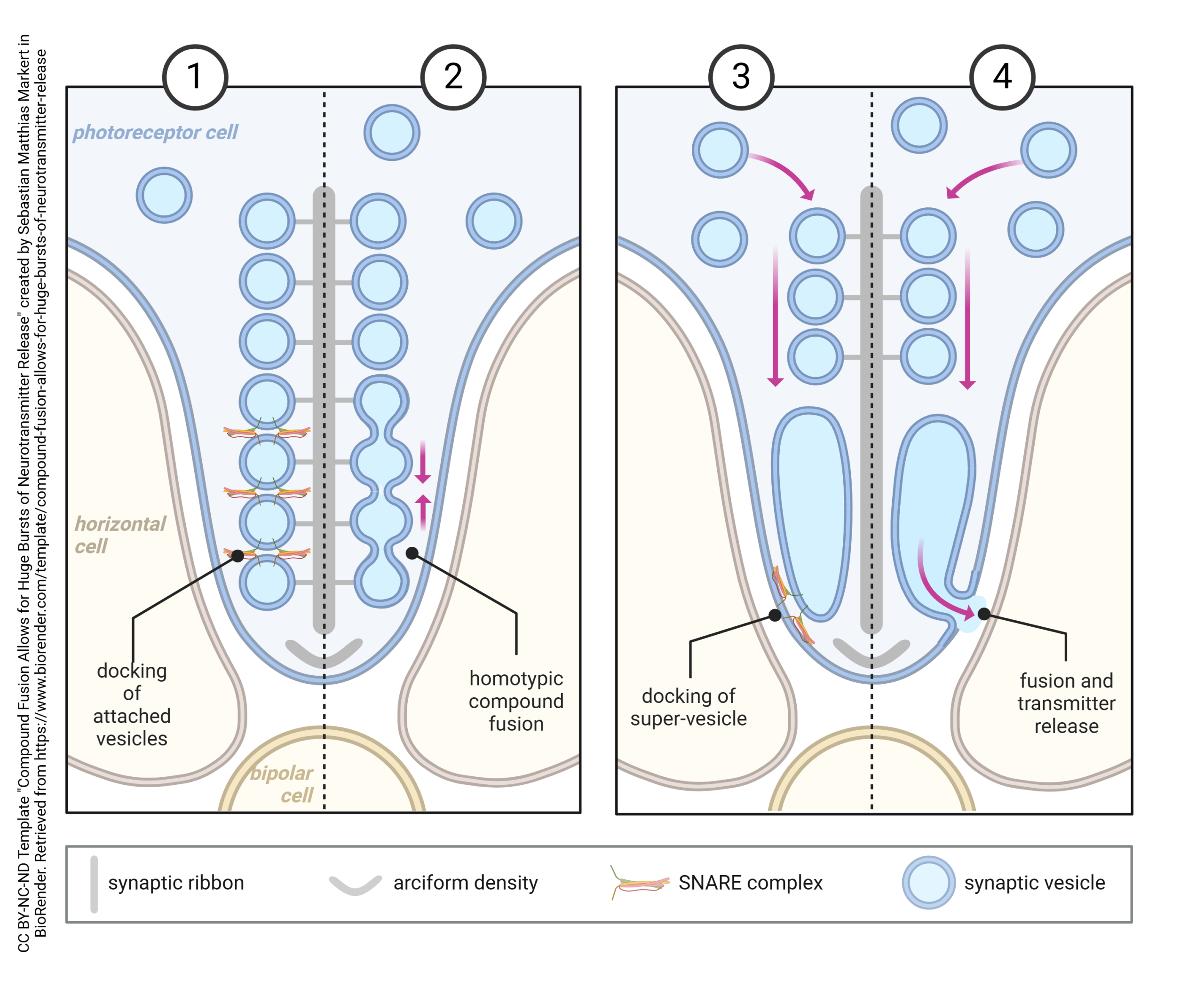 Diagram showing how ribbon synapses allow for huge bursts of neurotransmitter release.