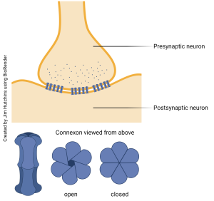 A diagram of an electrical synapse and connexon protein channels