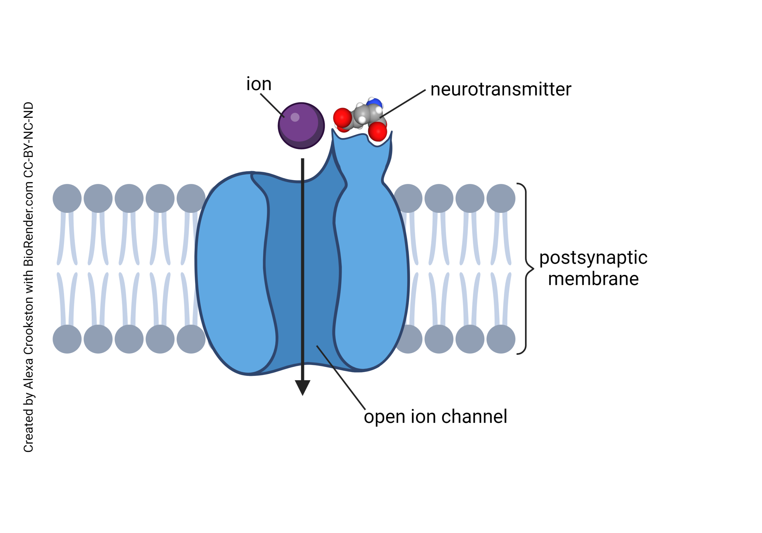 Diagram showing a ligand-gated channel.