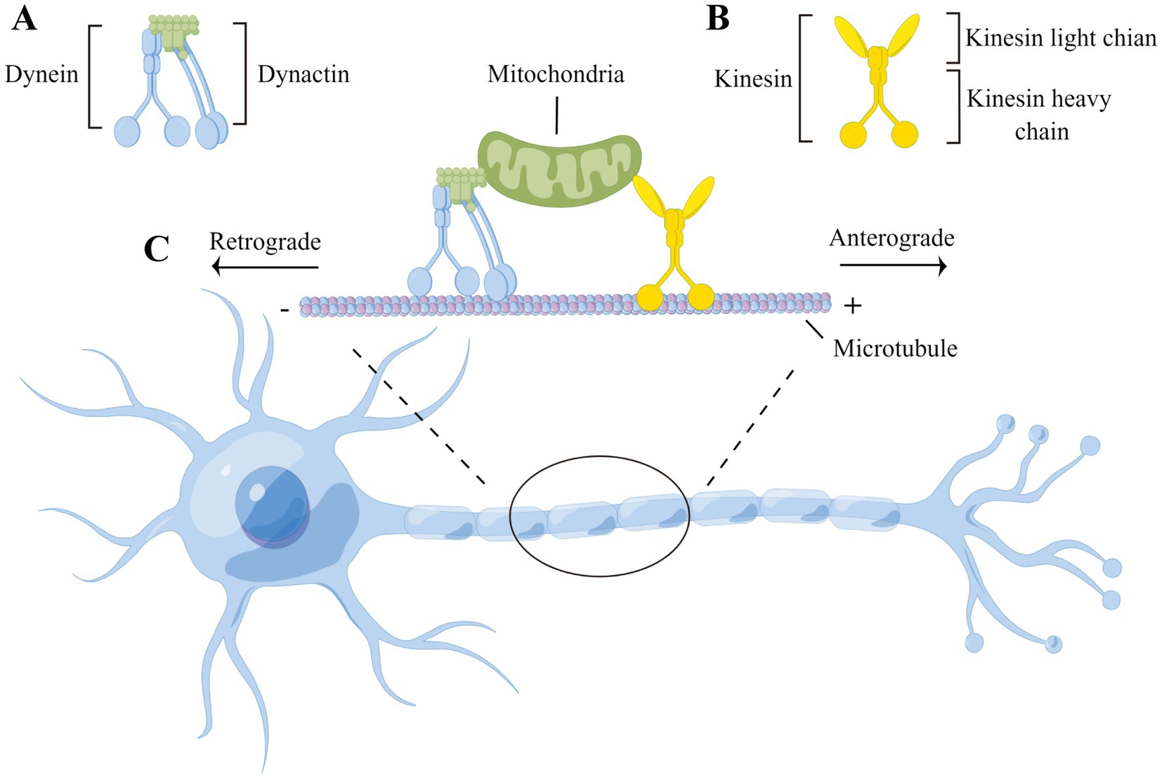 Diagram showing a typical neuron, with a magnification at the top. This magnification shows a simplified diagram of both kinesin and dynein carrying a mitochondria along the microtubule, with kinesin traveling in the anterograde direction and dynein traveling in the retrograde direction. Diagrams next to the kinesin and dynein proteins show a diagram breakdown of kinesin into heavy and light chain structures, and dynein into the dynein complex on the left and dynactin complex on the right.
