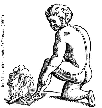 Descartes' drawing of a reflex pathway.