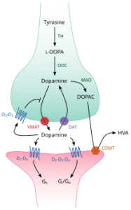 Image depicts the release of dopamine facilitated by VMAT, and the enzymatic breakdown by DAT.