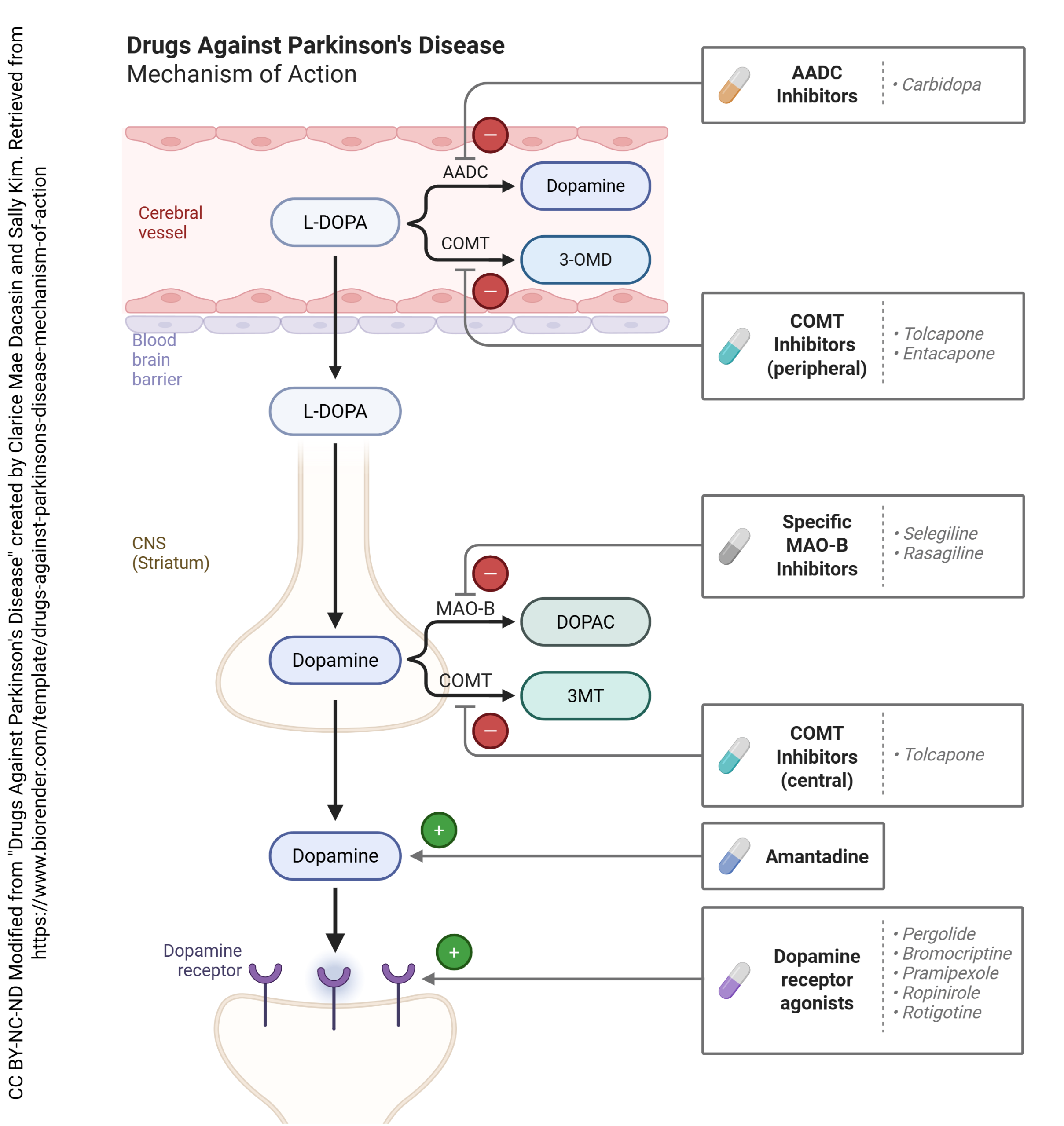 Infographic showing the drugs which are effective against Parkinson's Disease and their mechanism of action.
