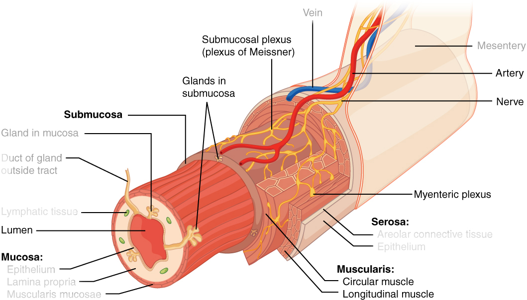 Diagram showing the layers of the gut wall, with a focus on the elements of the enteric nervous system.