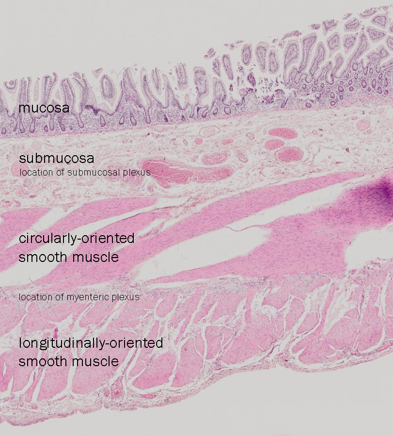Labeled photomicrograph showing the location of the myenteric and submucosal plexuses in a stained microscope section.