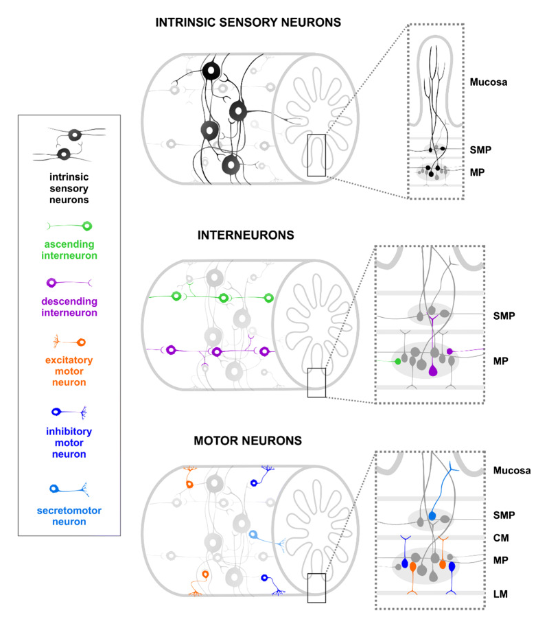 Diagram showing the neurons which make up the enteric nervous system.