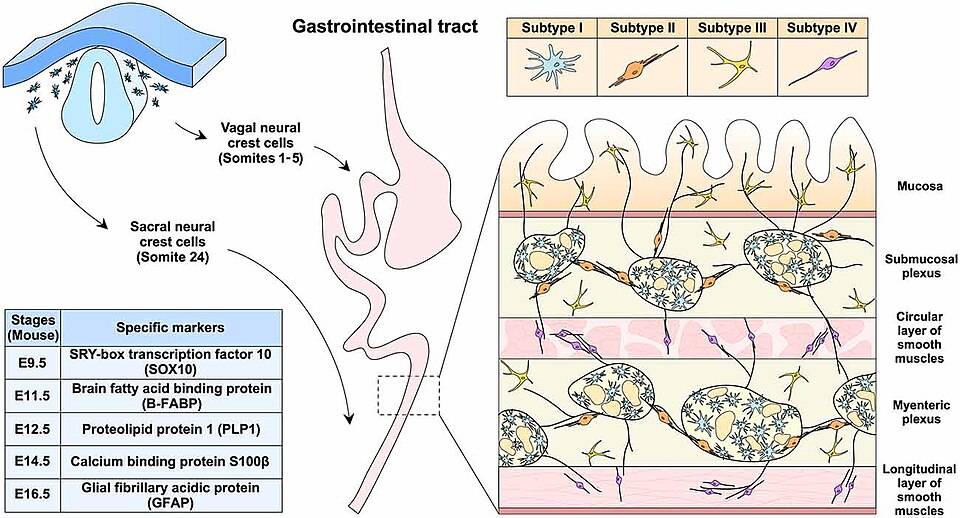 Diagram showing the types of enteric glia found in the enteric nervous system.