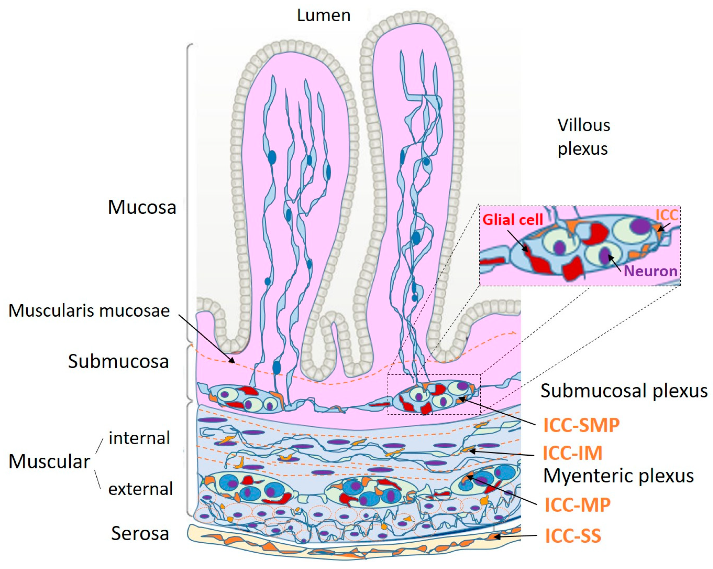 Diagram showing the location of the interstitial cells of Cajal in the enteric nervous system.