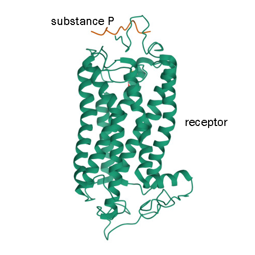 Illustration showing the structure of substance P attached to its receptor.
