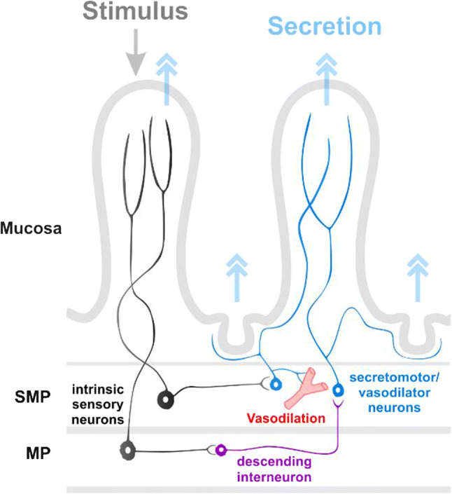 Diagram showing the reflex pathways mediated by the enteric nervous system.