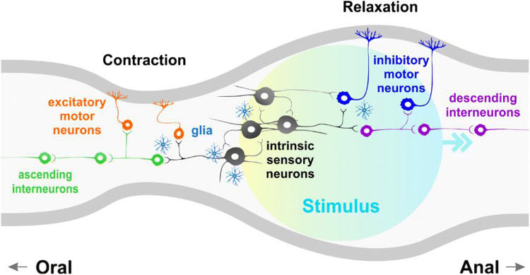Diagram showing how peristaltic waves are created by the rhythmic activity of the enteric nervous system.