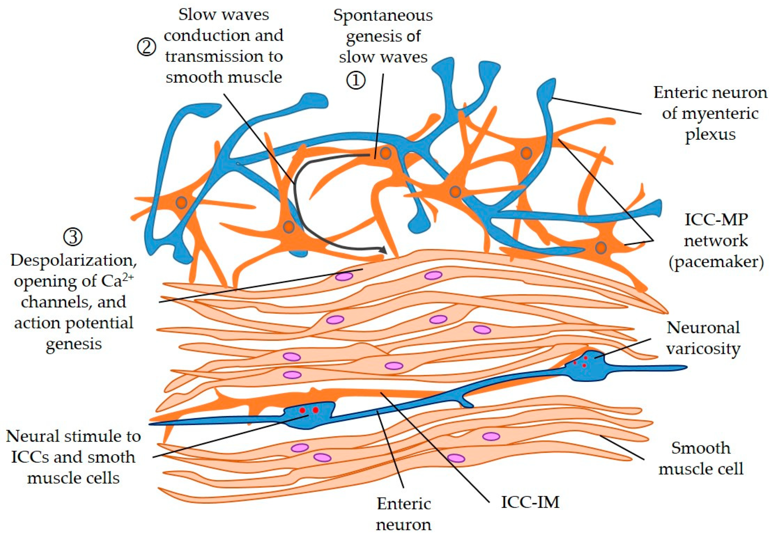 Diagram showing how the interstitial cells of Cajal act as pacemakers in the enteric nervous system.