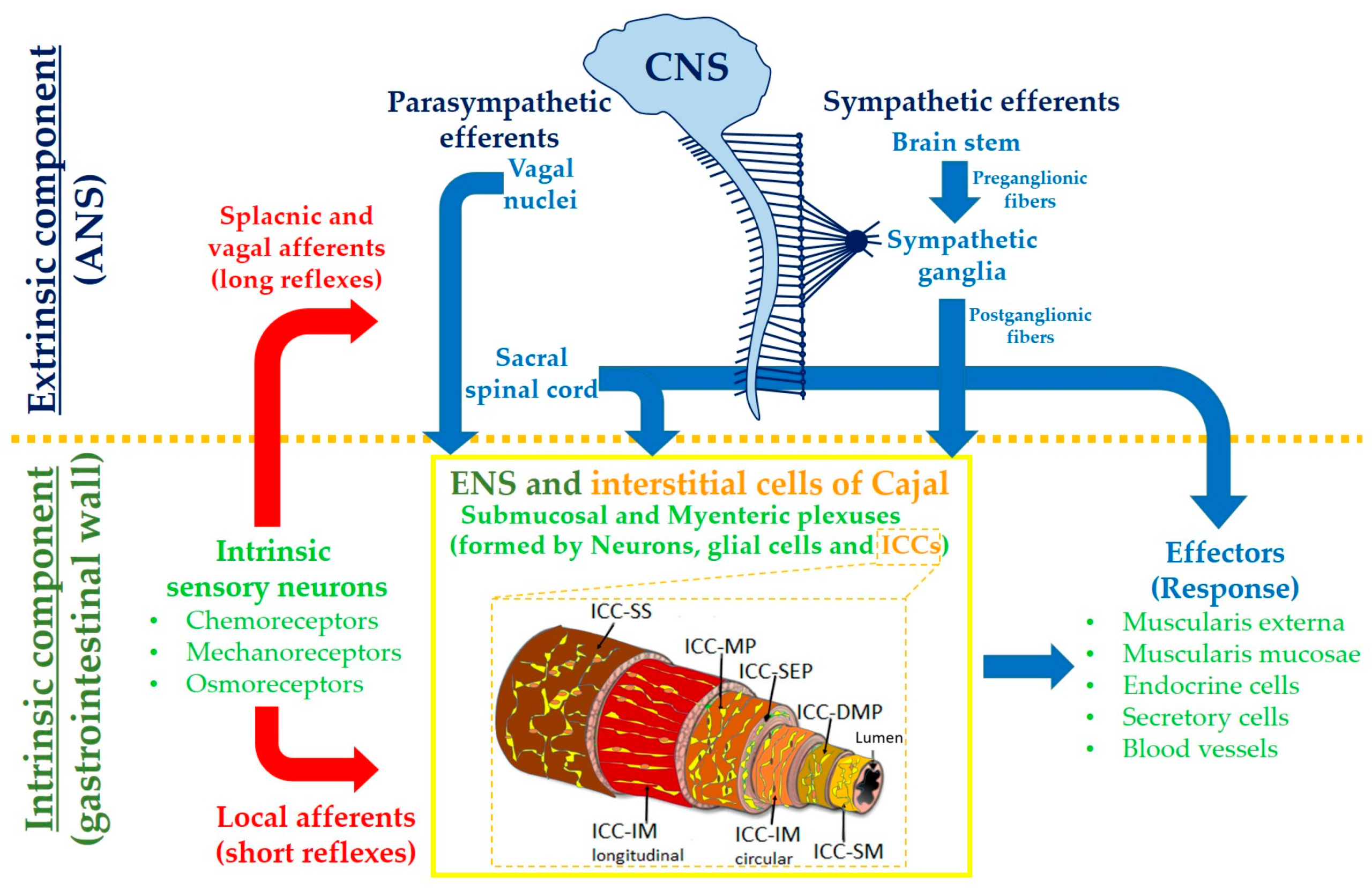 Flowchart showing how the enteric and central nervous systems interact with one another.