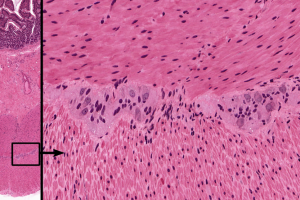 Photomicrograph showing the histology of the myenteric plexus.