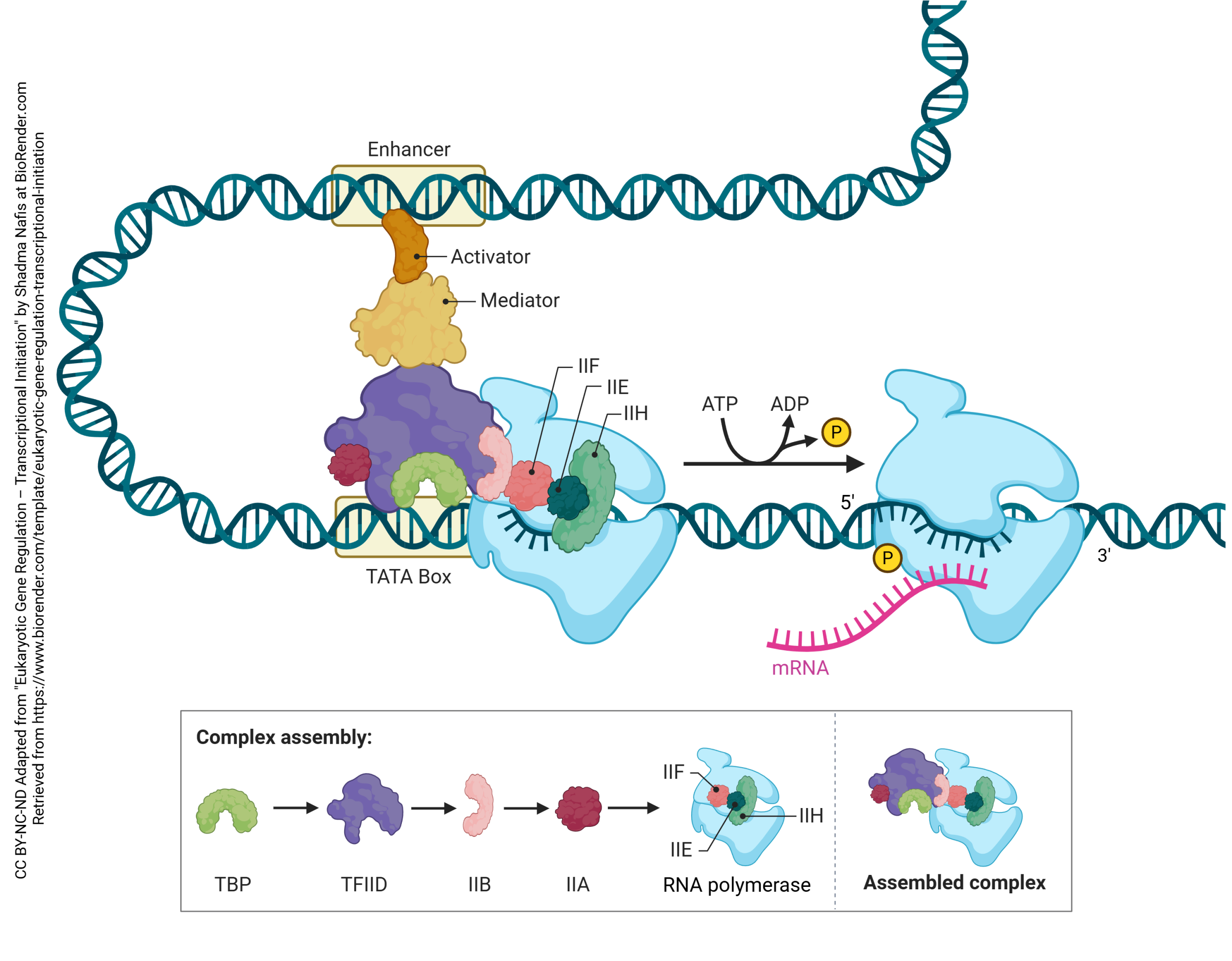 Diagram showing the formation of a transcriptional complex that regulates gene transcription.