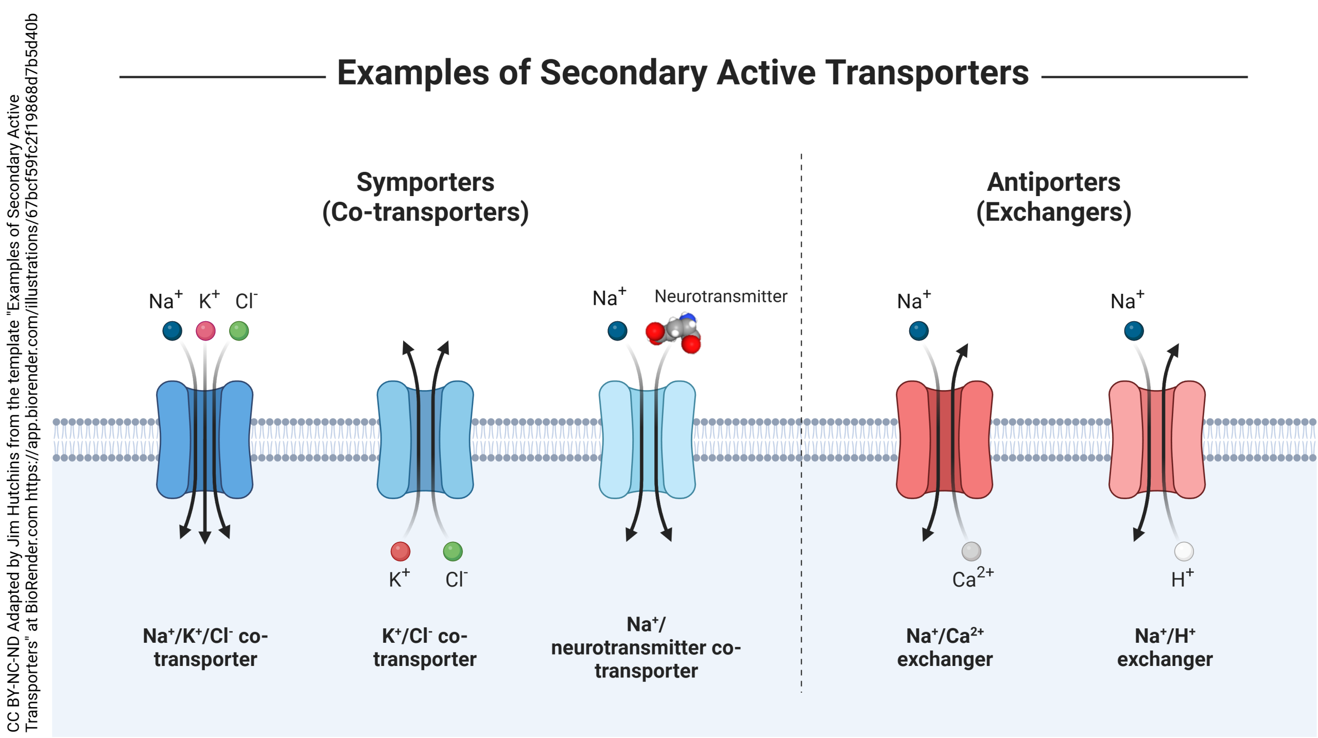 Diagram showing different types of secondary active transport.