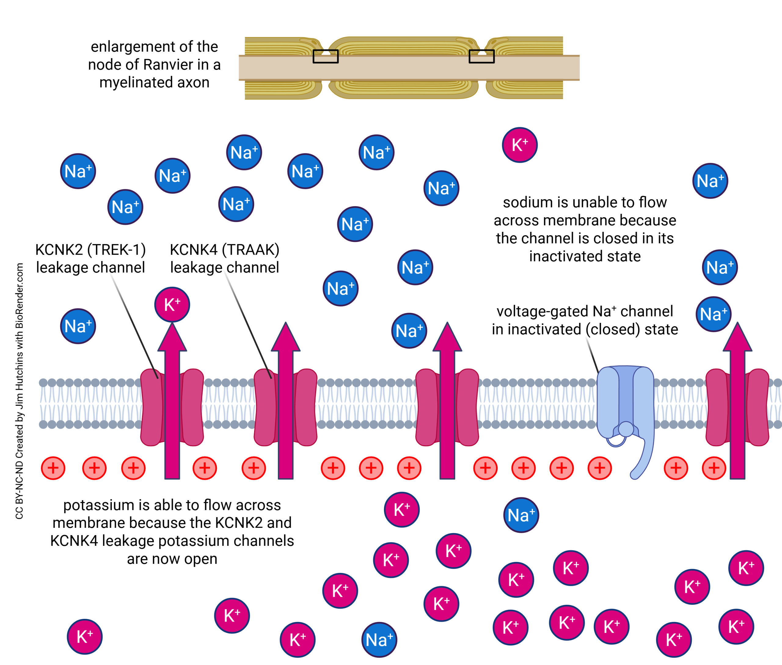 Diagram illustrating the channels and movement of ions in the falling phase of the action potential in myelinated axons.