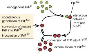 Image depicts how an interaction between healthy PrPC and unhealthy PrPSC leads to a conversion of the healthy proteins to the infected form.