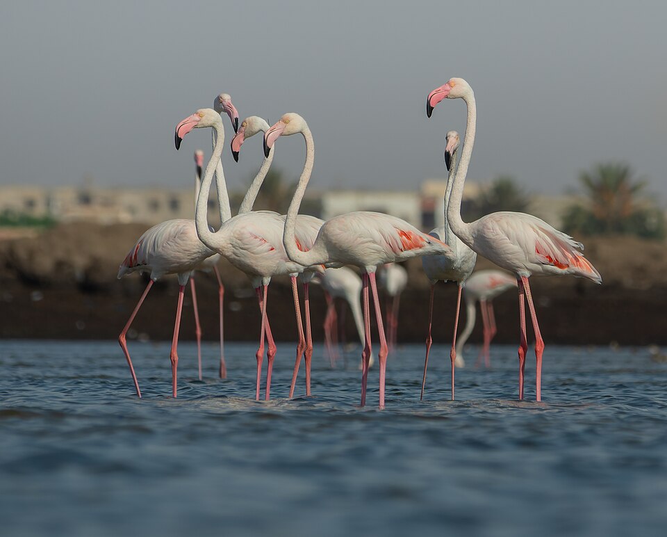Image of flamingoes with some pink coloration