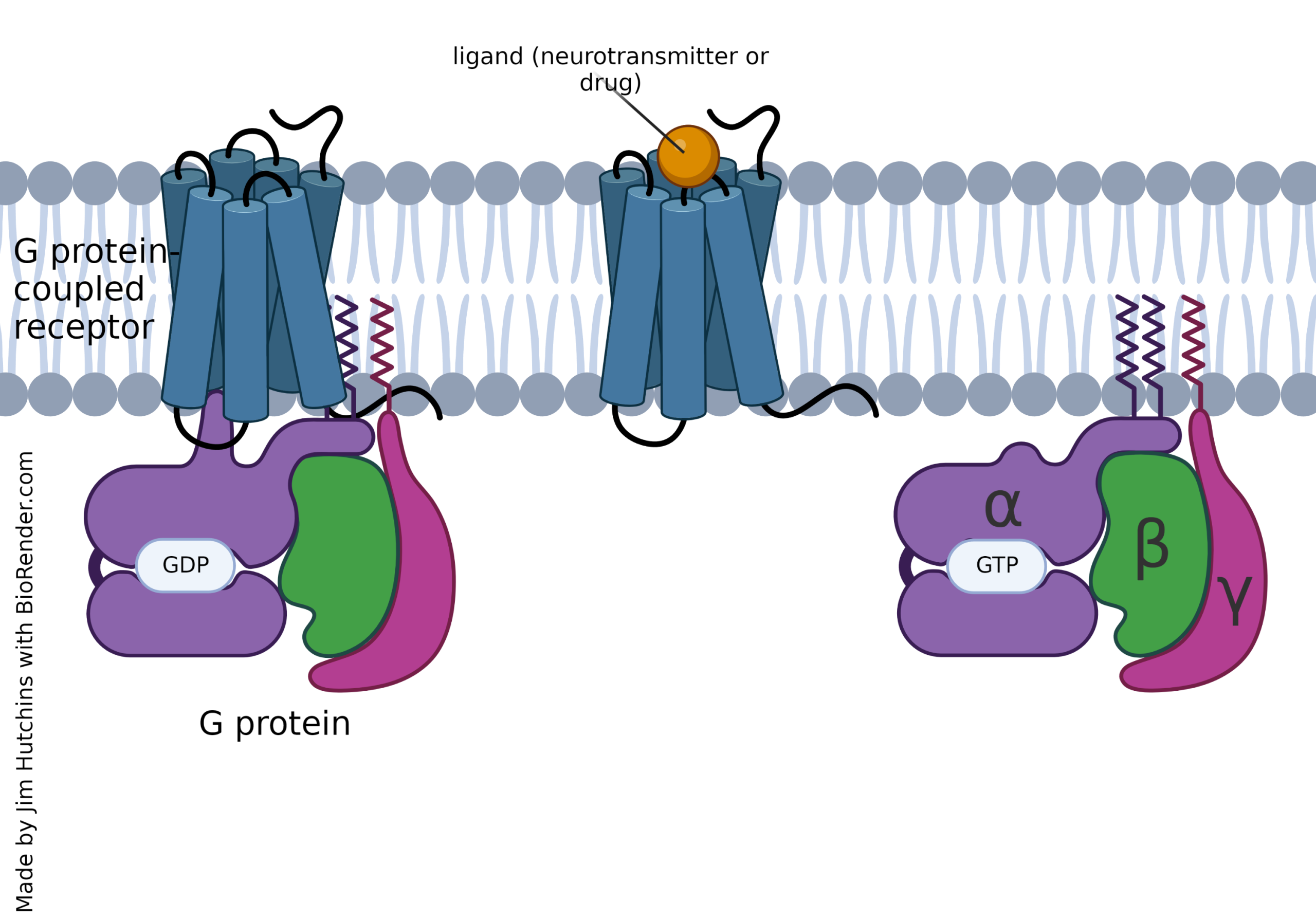 A diagram showing the parts of a G protein-coupled receptor