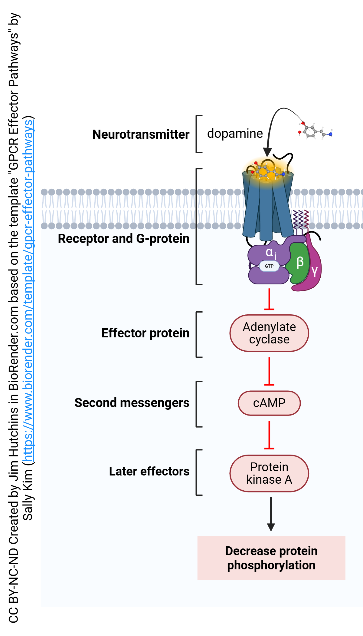 Diagram illustrating the salient features of the Galpha_i transduction pathway for G protein-coupled receptors.