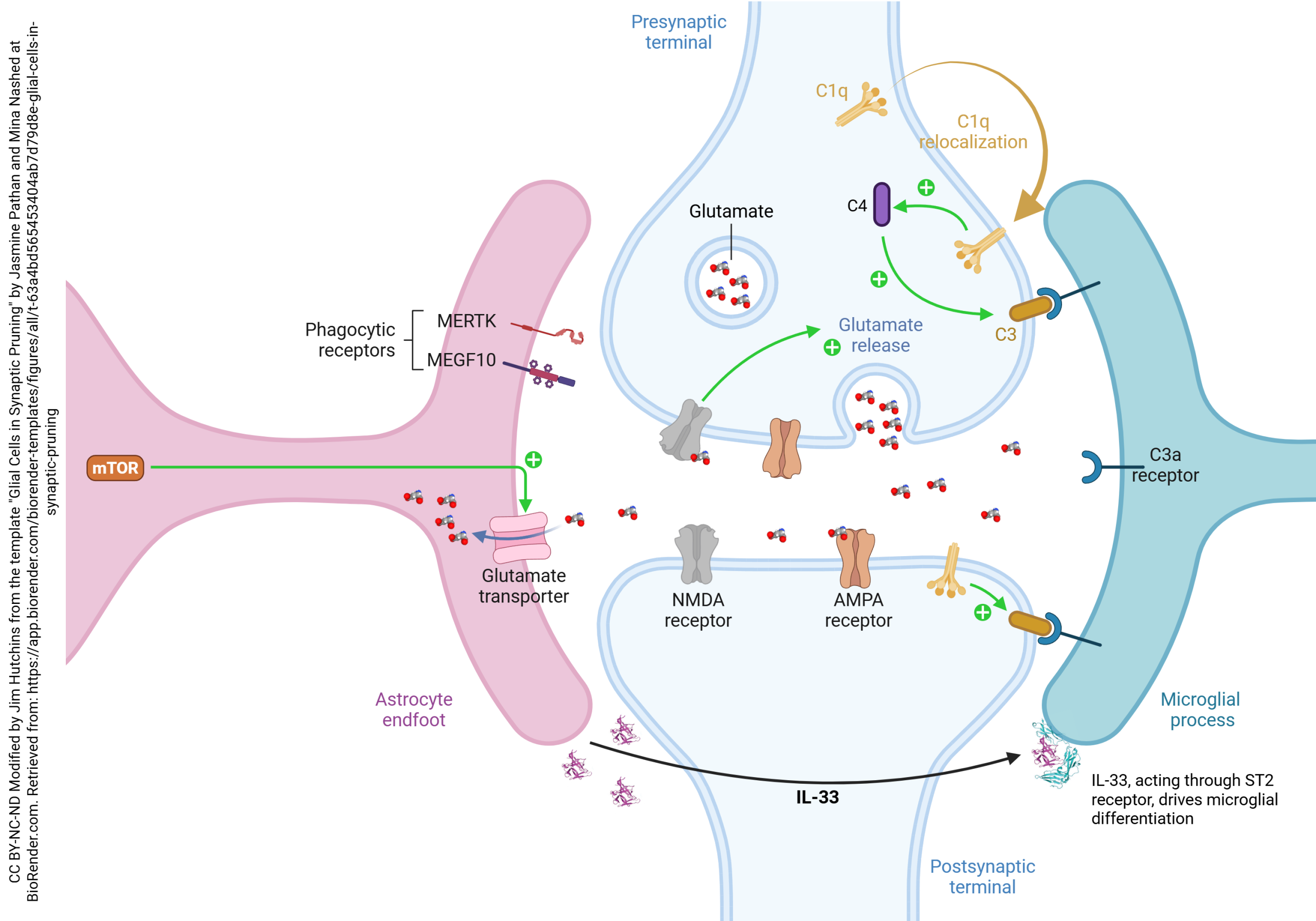 Diagram showing the hypothesized role of glial cells in synaptic pruning.