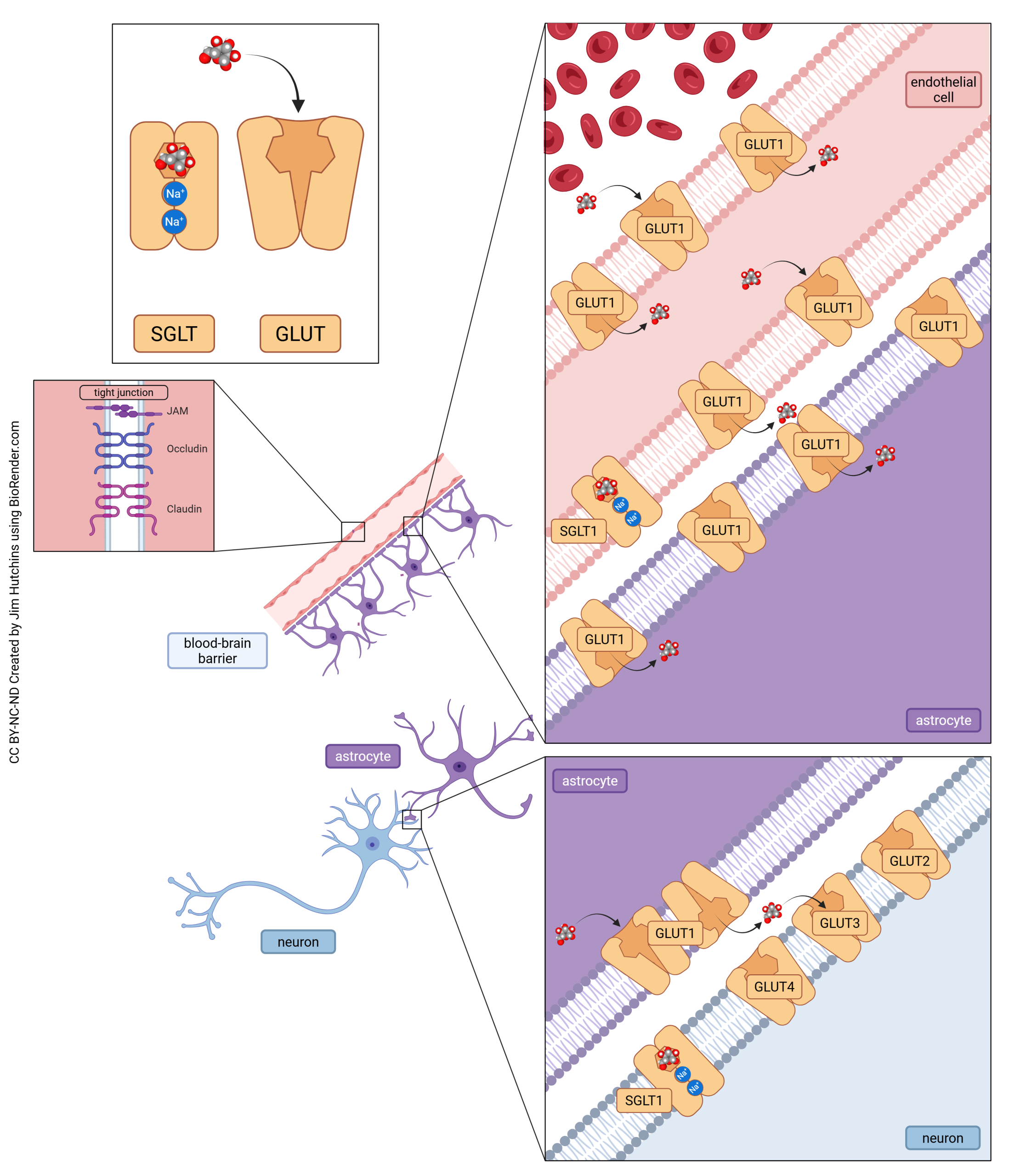 Diagram showing how glucose is moved from the bloodstream, through endothelial cells and astrocytes, to neurons.