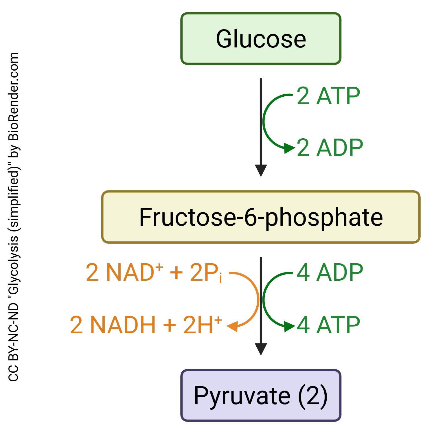 Diagram showing a simplified version of glycolysis.
